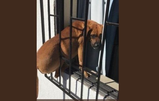 Perrita quedó atrapada en protecciones de una casa en Talcahuano