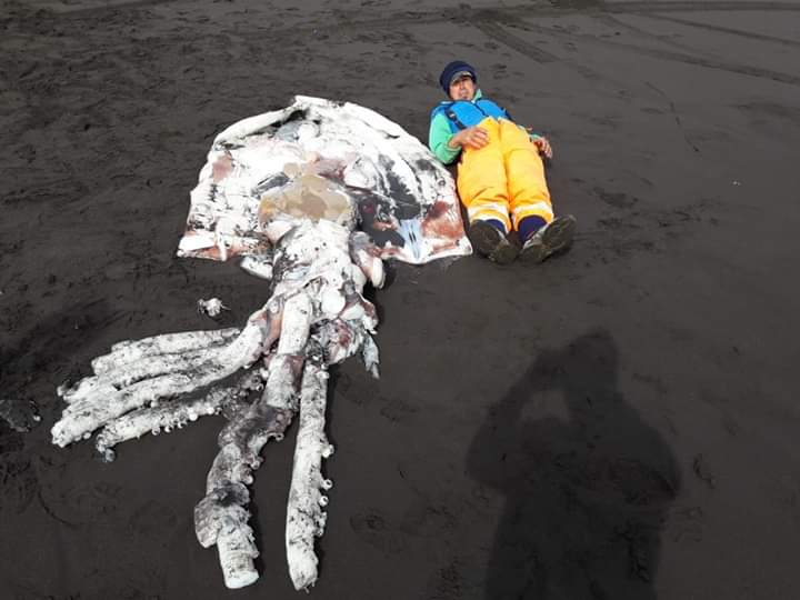 Hallan molusco gigante en playa de Tirúa: revelan a qué especie pertenece