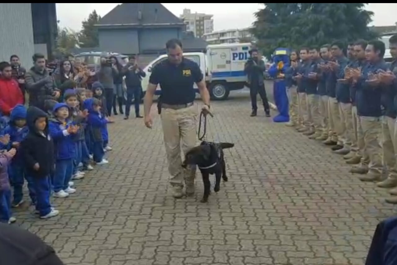 Adiós Sam: el perro antidrogas más querido de la PDI en Concepcion