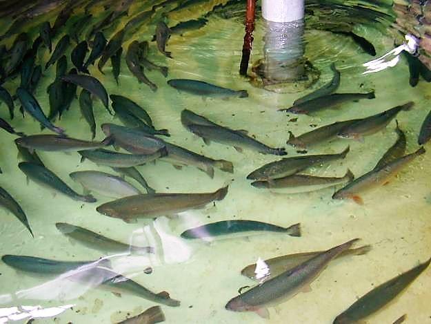 Dan luz verde a la llegada de la industria del salmón a Talcahuano