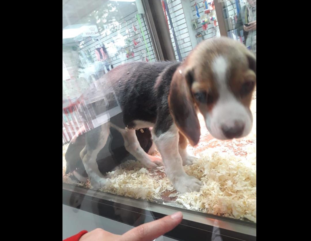 Acusan mal estado de cachorros en local de Concepción: tienda lo desmiente con video