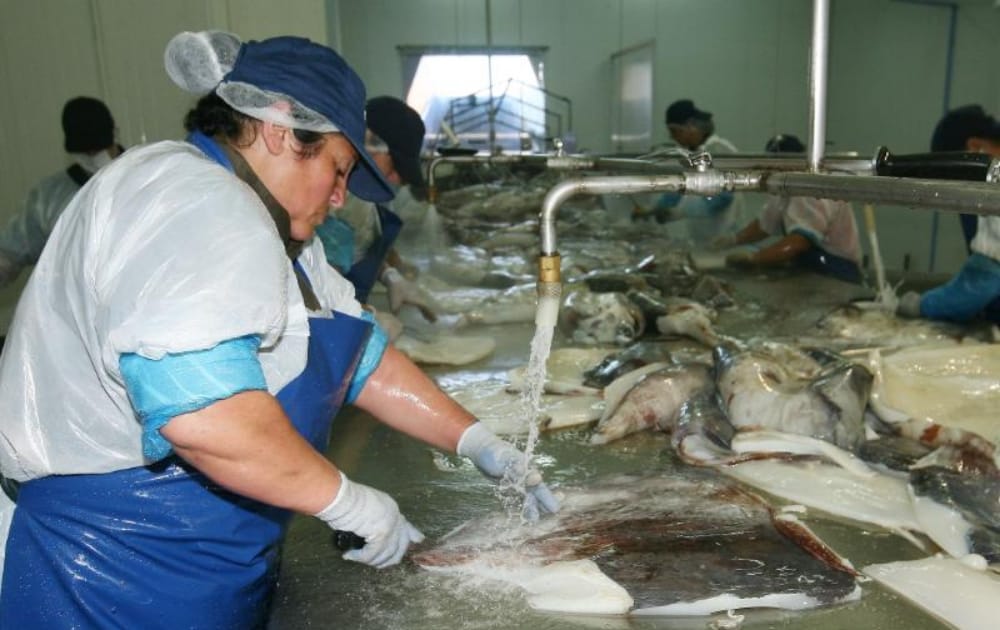 Pesqueros del Biobío denuncian “psicoterrorismo laboral” anuncio de despidos por ‘ley de la jibia’