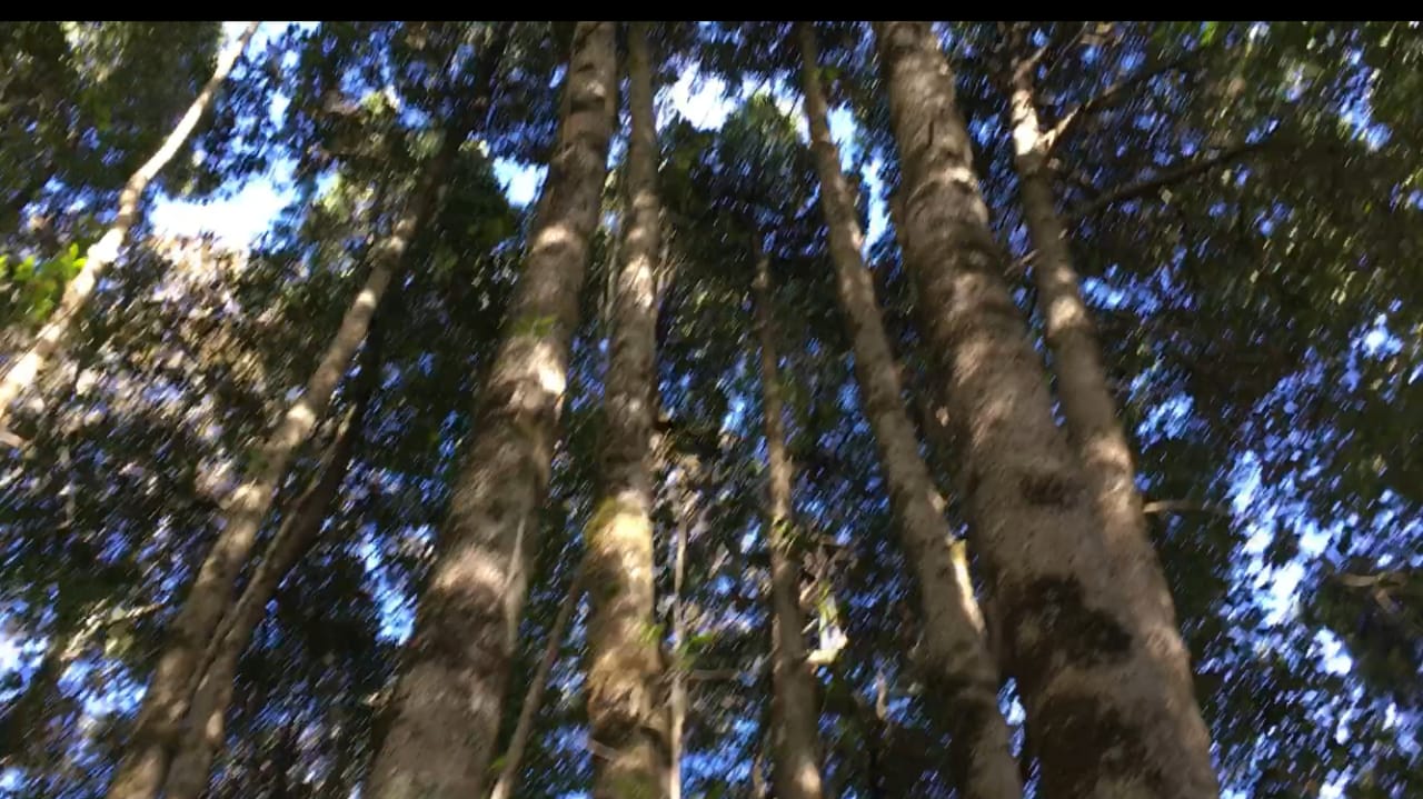 [VIDEO] ¡Impresionante! Hallan bosque de árbol a punto de extinguirse en Penco