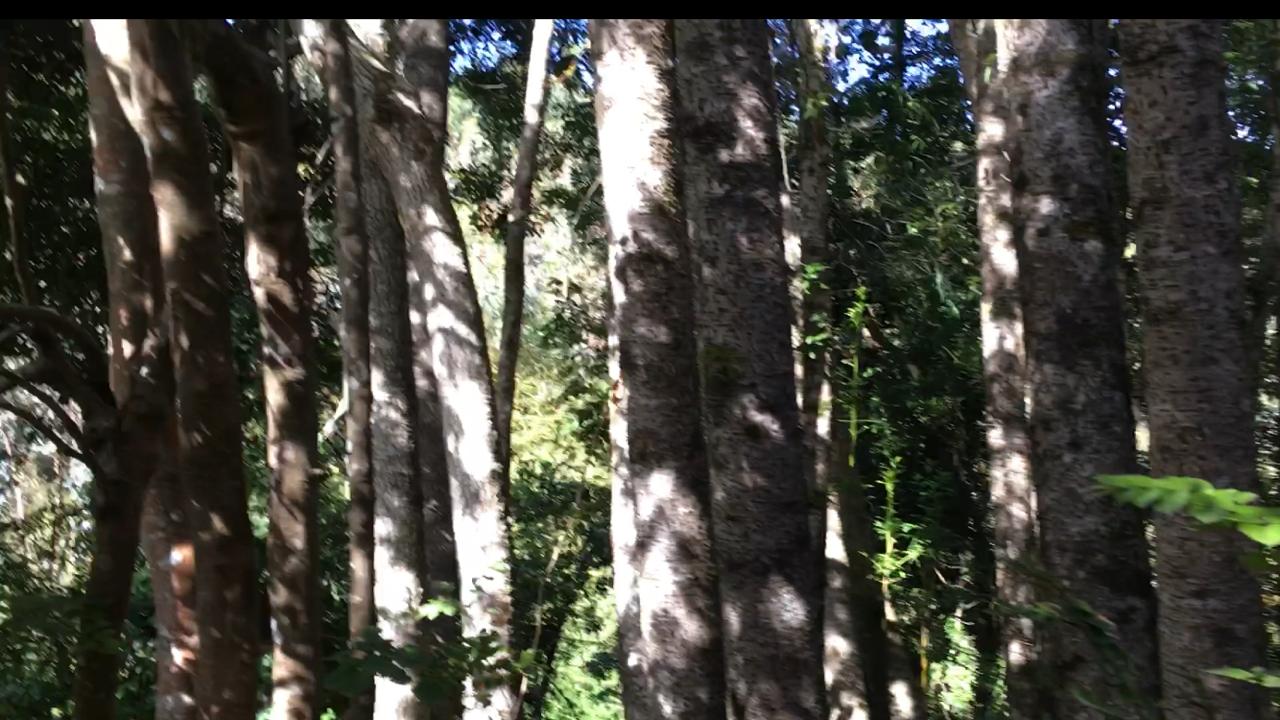 Conaf analiza si hubo o no hallazgo de bosque de queules entre Penco y Tomé