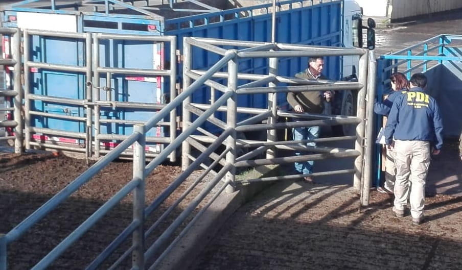 Hombre murió tras ser atacado por un toro en Osorno