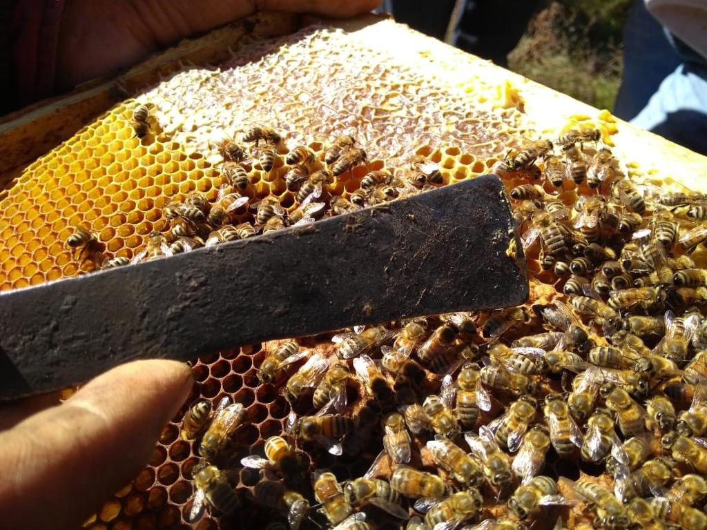 Miel de Alto Biobío fue certificada como única en el mundo