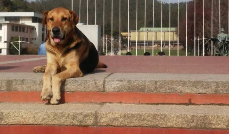 La historia de Sir Perro: la mascota más famosa en los 100 años de la UdeC