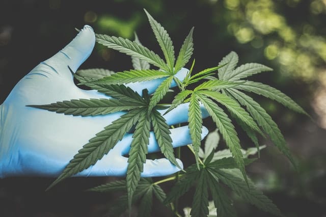 Colegio Médico rechaza recetar marihuana medicinal por falta de respaldo científico