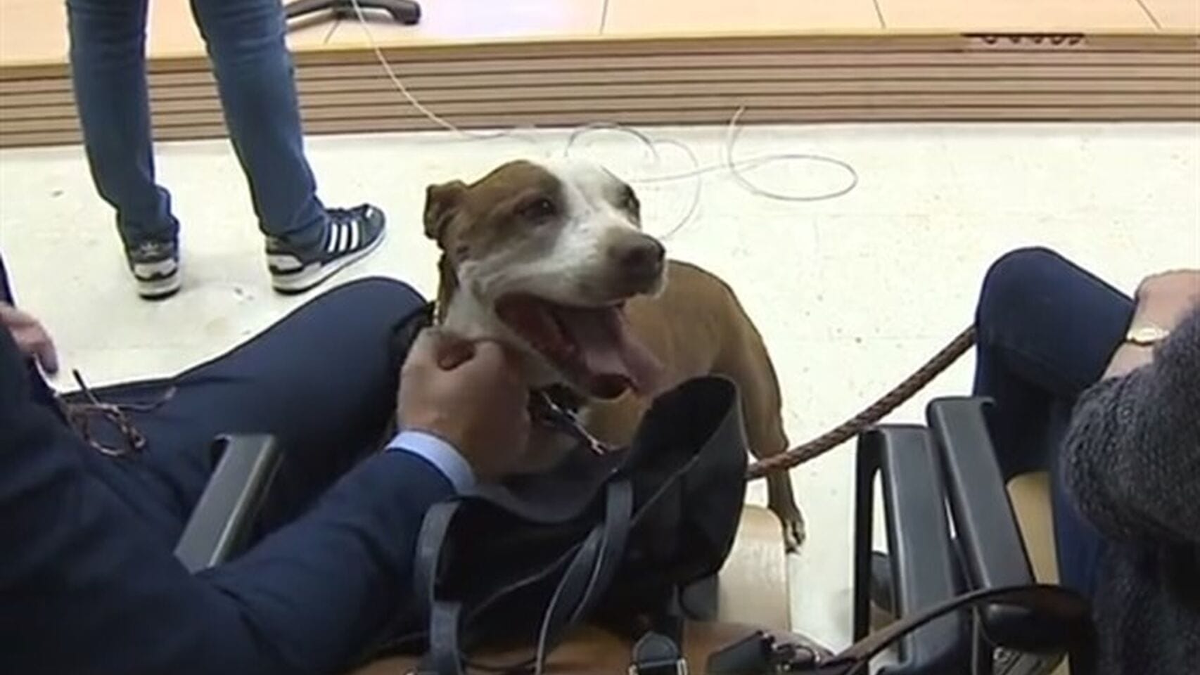 Condenan a hombre que tiró a su perrita malherida a la basura en una maleta