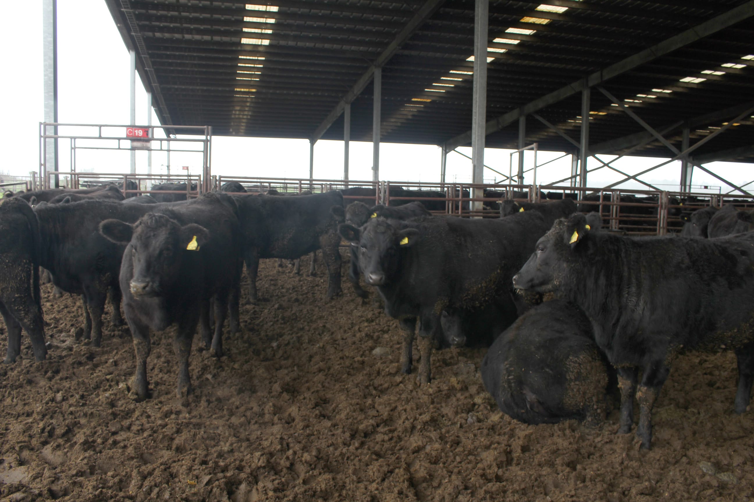 Lanzan nuevo sistema informático para potenciar envíos de carne de exportación al extranjero