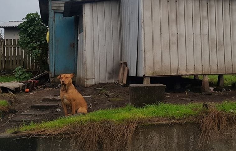 Menor sufre 7 mordeduras de perro en San Pedro de la Paz tras ataque en la calle
