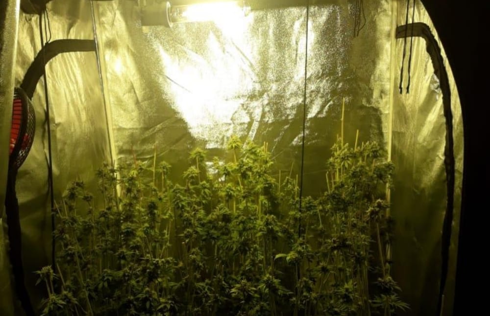 Detienen a sujeto que mantenía “mini bosque” de marihuana en su domicilio