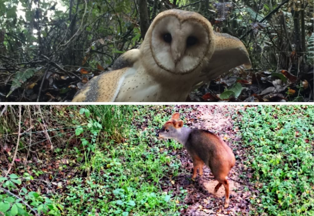 Vecinos encuentran una lechuza y un pudú bajo un vehículo, avisaron y el SAG los liberó