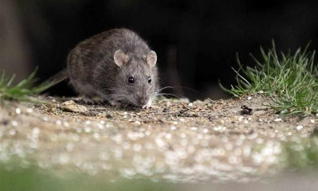Nuevo caso de contagio por virus Hanta ya es el quinto en el Biobío