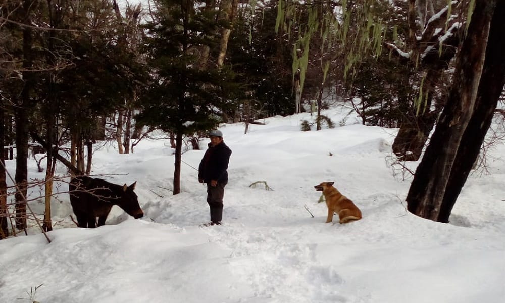 Animales muertos por inanición y desaparecidos deja la nieve en crudo invierno en Alto Biobío