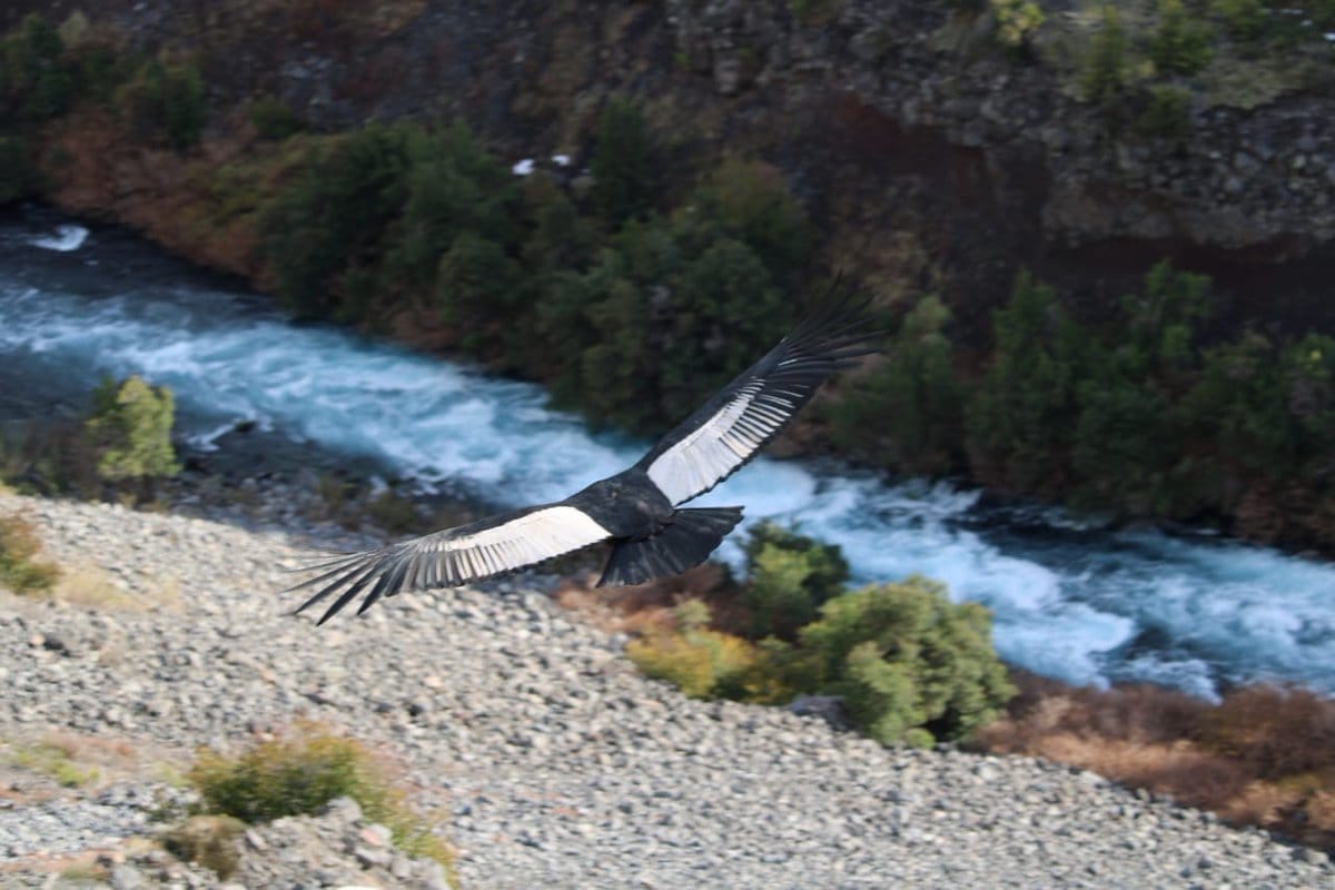 Pareja de cóndores asombró en Parque Nacional Laguna del Laja