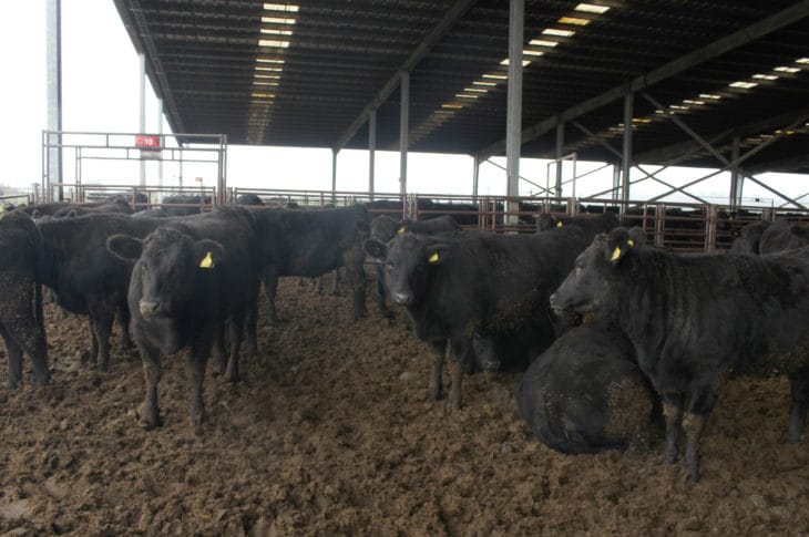 Los desafíos del sector ganadero: trazabilidad y exportación en la Provincia del Biobío