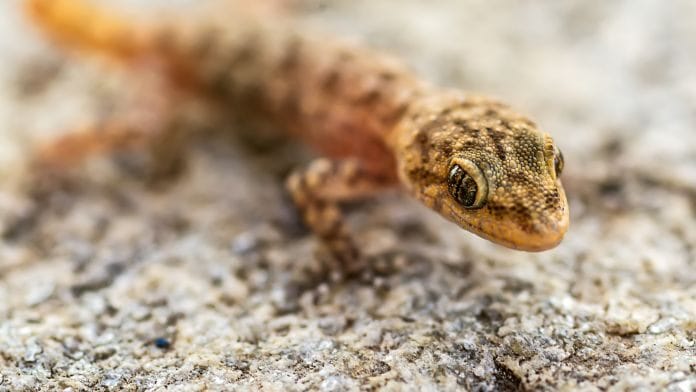 Apostó comerse un pequeño lagarto y murió en la agonía absoluta