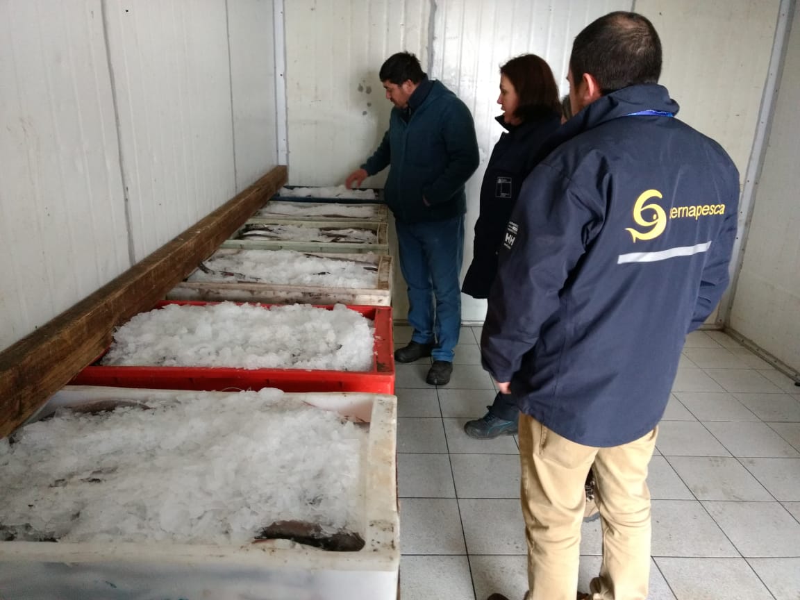 Decomisan más de 800 kilos de pesca ilegal