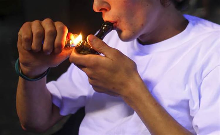 Estudio: Cientos de muestras de marihuana serán analizadas para determinar su potencia