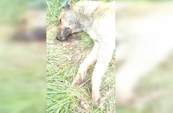 Seis perritos mueren en Playa Negra de Penco: acusan cruel envenenamiento