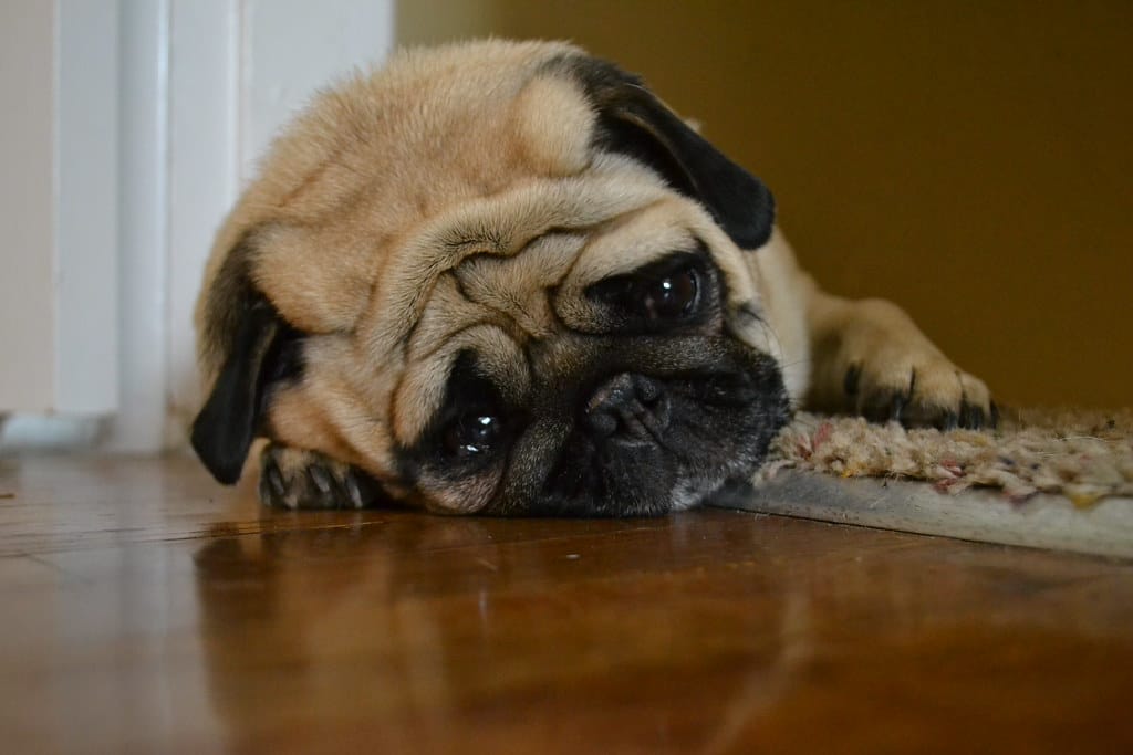 Perrito obligado a consumir alcohol y marihuana fue adoptado por alcalde de La Florida