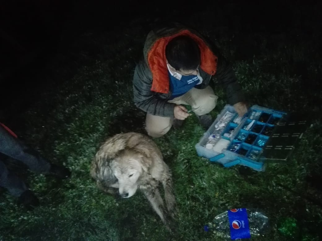 Desalmados envenenaron a una docena de perros en Hualpén