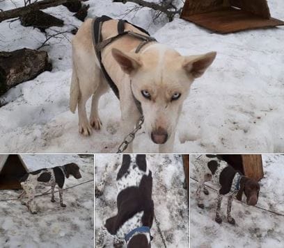 Revuelo en Facebook: Acusan maltrato de perros usados para tirar trineos de nieve en Nevados de Chillán