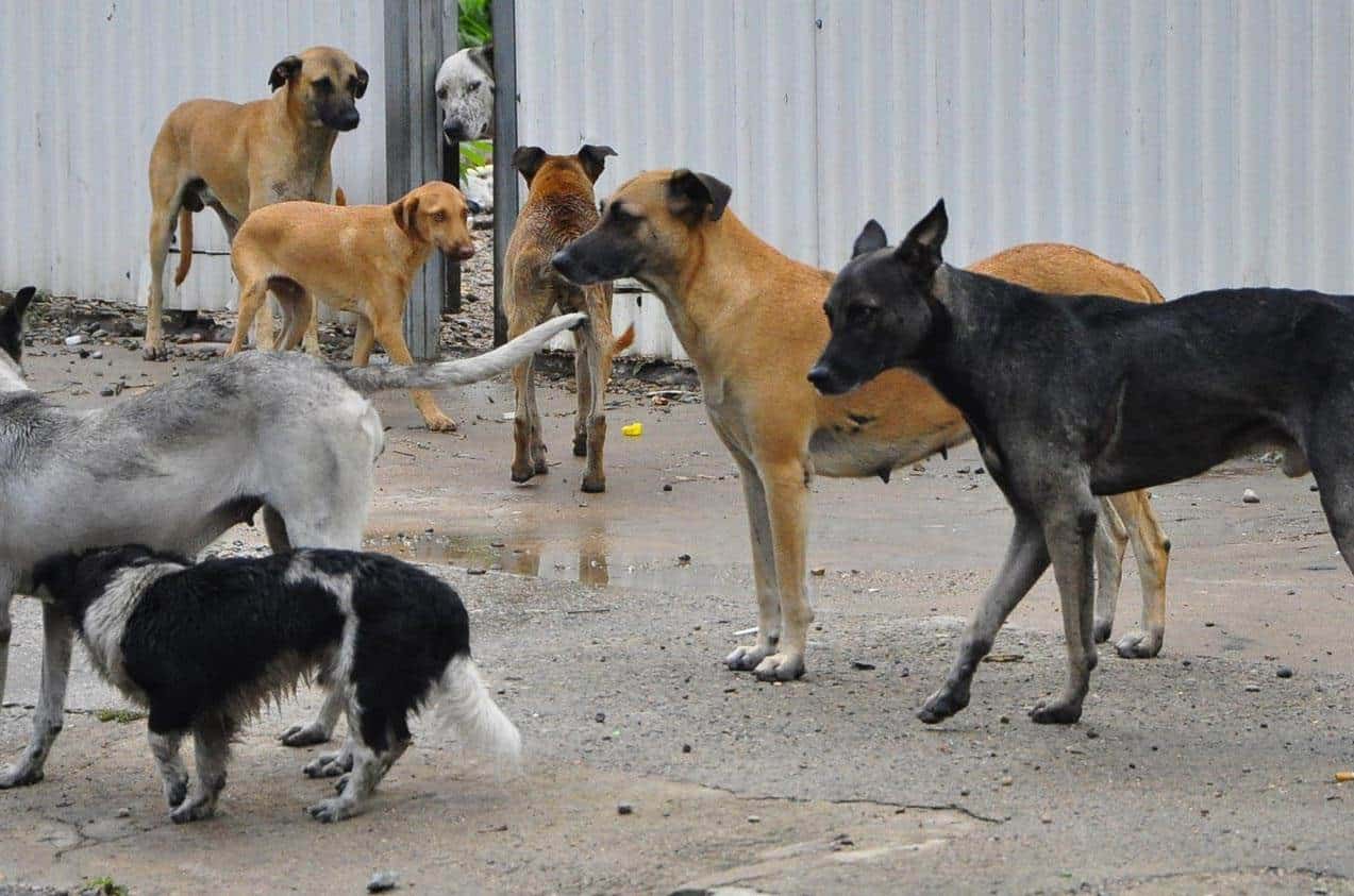 Registro de mascotas y preocupación por los “perros vagos” creció en el Gran Concepción