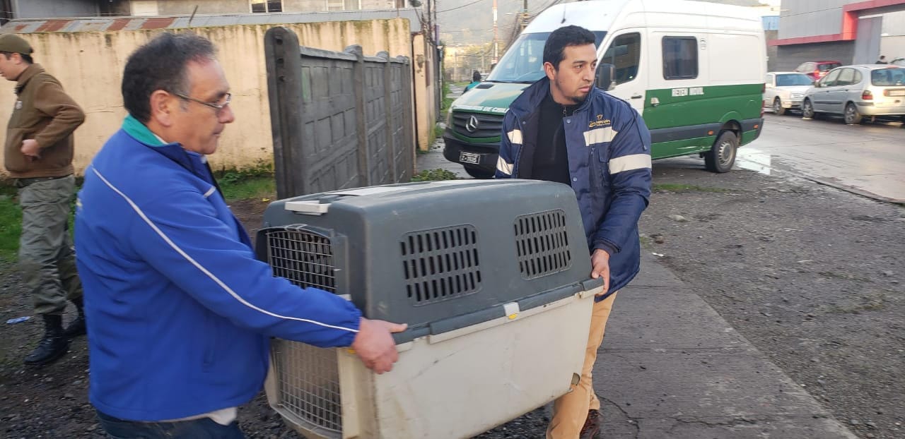 Retiran a perros agresivos en Concepción tras ataque de jauría a una mujer