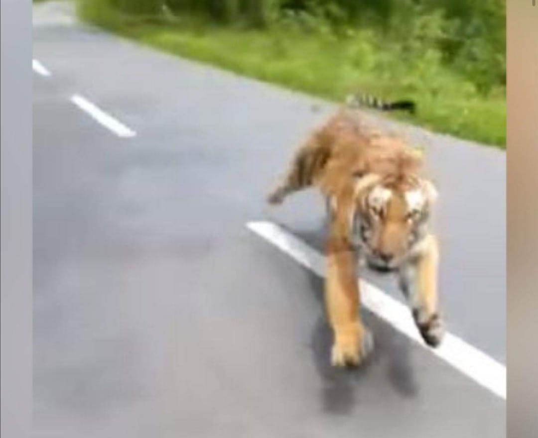 VÍDEO | Tigre aparece de la nada y ataca a motociclistas