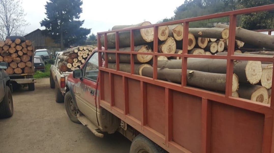 Abren focos investigativos por violencia rural y robo de madera en la provincia de Arauco