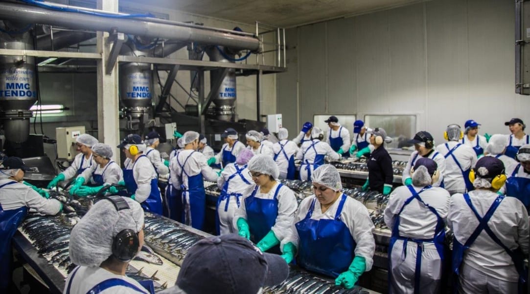 Pescadores industriales del Biobío en picada contra artesanales por la “Ley de la jibia”