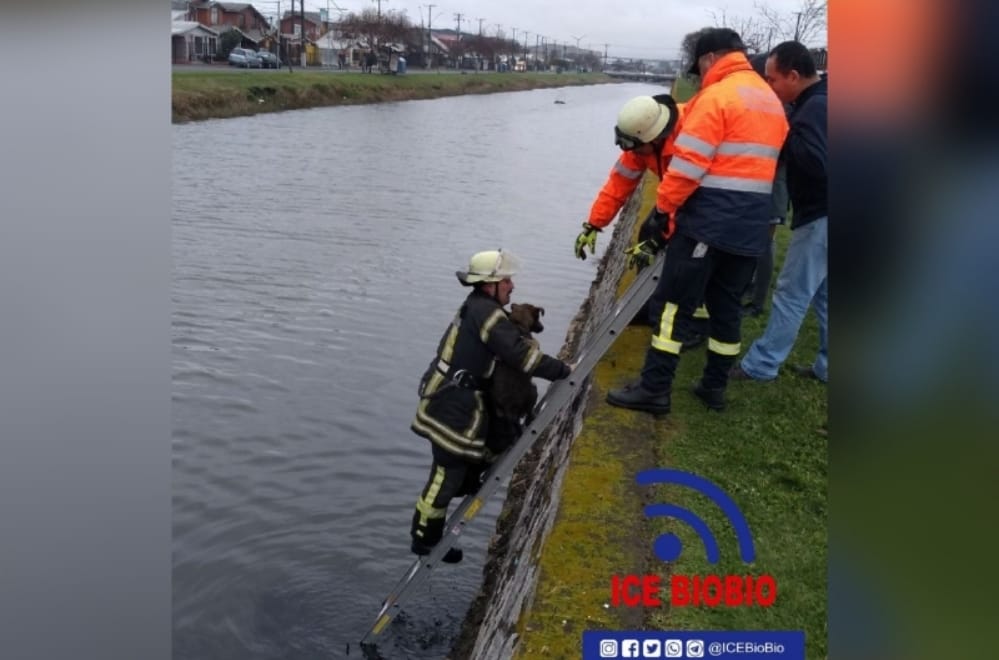 Bomberos rescata a perrita que cayó al canal Ifarle en Talcahuano
