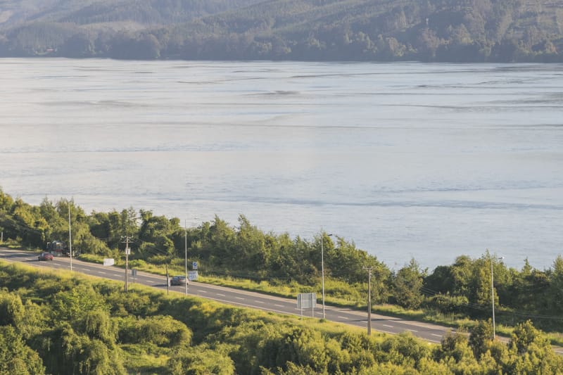 Costanera de Concepción sorprende con plantación de centenar de árboles nativos