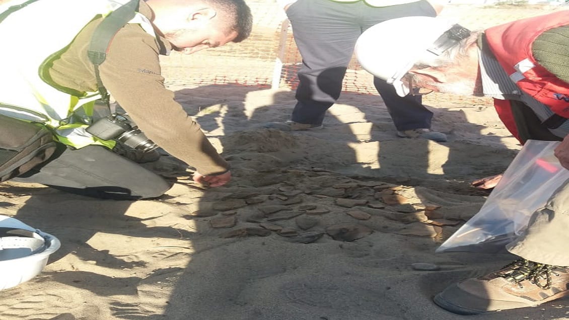 Hallan restos arqueológicos en faenas de movimientos de tierra del proyecto MAPA de Arauco