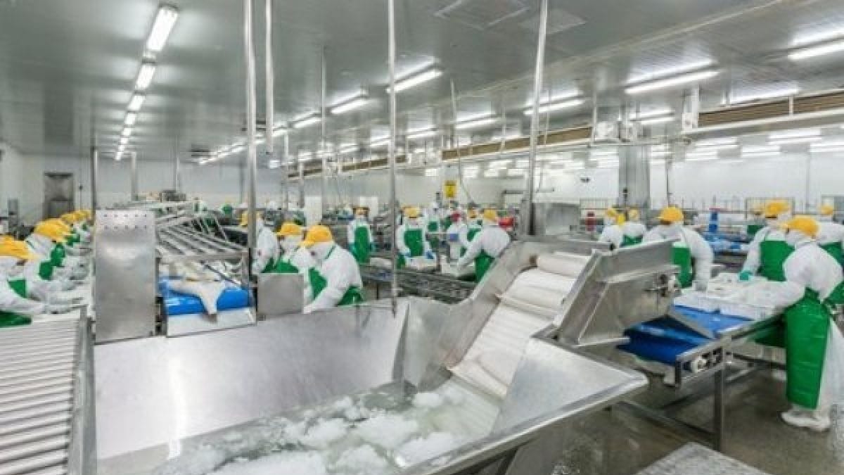 Las duras repercursiones tras despido de 232 trabajadores en pesquera Landes por Ley de la Jibia