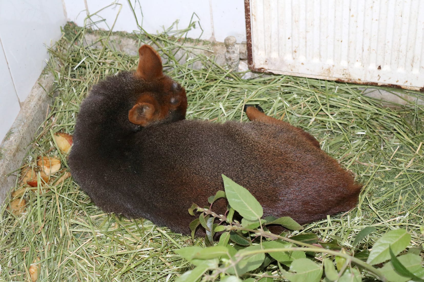 Ejemplar de pudú adulto fue atacado por perros: se recupera en Concepción