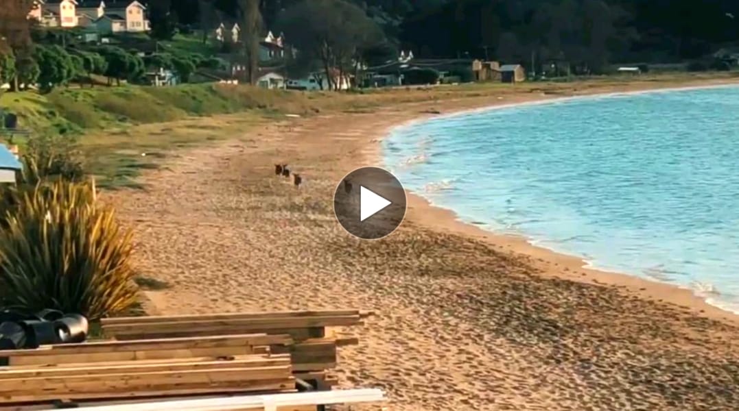 Captan a familia de ciervos ‘paseando’ en paradisíaca playa de isla Quiriquina
