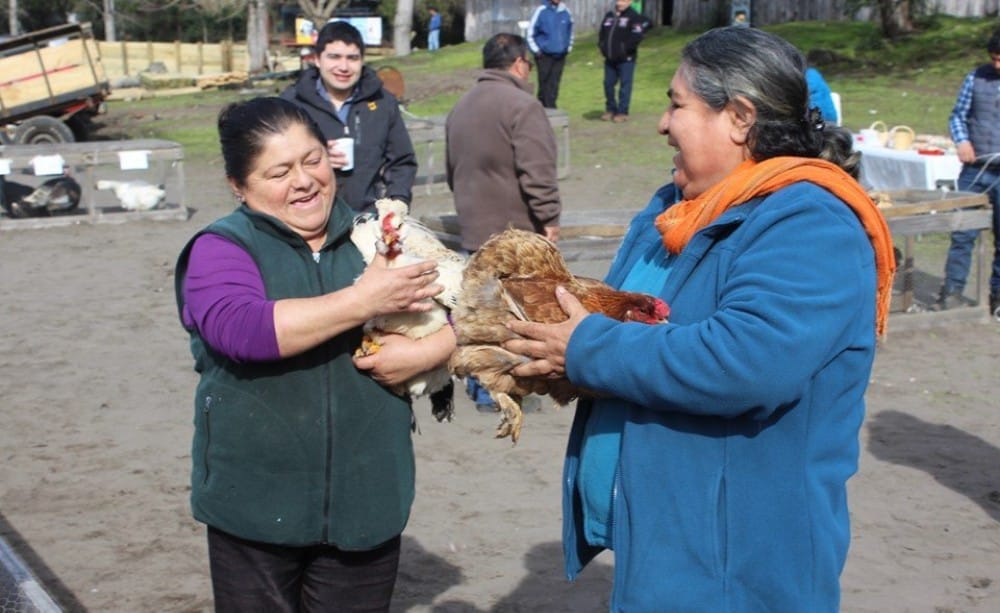 El trueque de aves y semillas se niega a morir en Quillón
