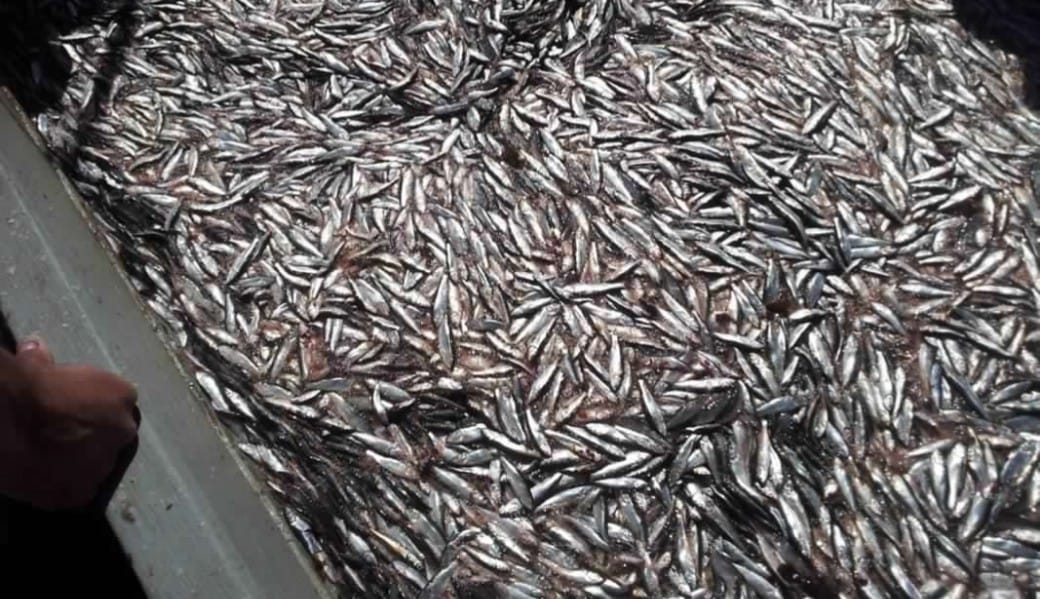 Pescadores reclaman por “exigua cuota” para extracción de sardina y anchoveta