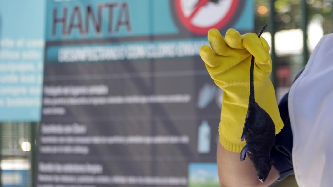 Minsal advierte que aumento en casos de hantavirus estaría relacionado con cambio climático