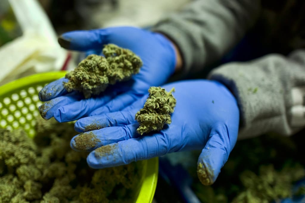 Intervienen “cata secreta” de marihuana en pub de Concepción: selecto grupo fue detenido