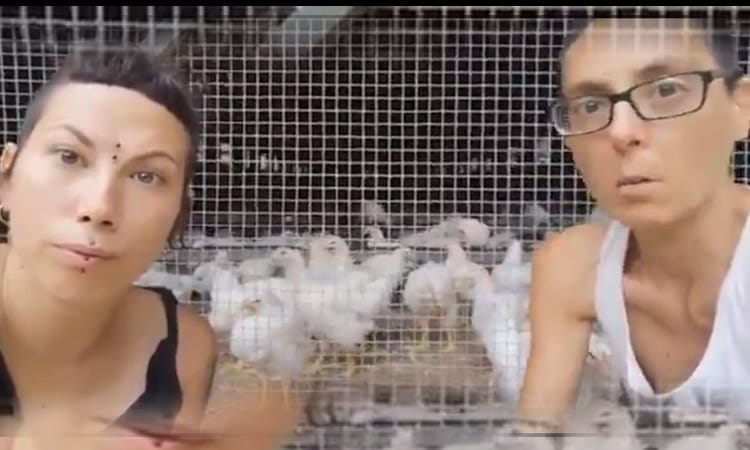 Activistas veganos separa a las gallinas de los gallos: “No queríamos que las violaran”