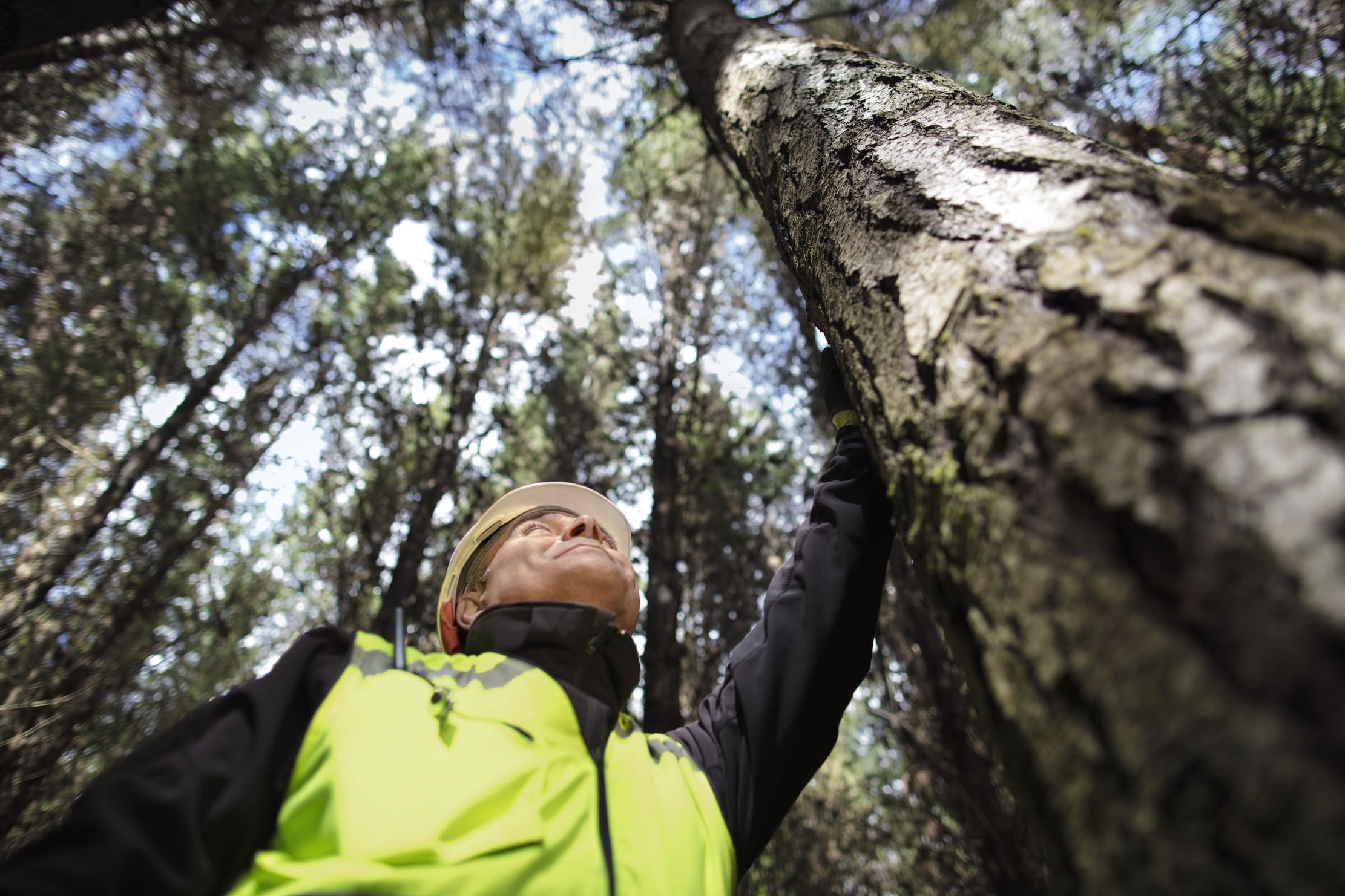 Arauco será la primera empresa forestal carbono neutral del mundo para el año 2020