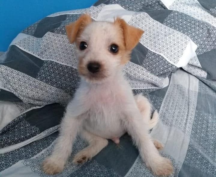 Concepción busca a “Chetume” perrito de pequeño con cáncer
