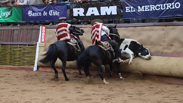 Presentan proyecto de ley que busca sancionar el rodeo como maltrato animal