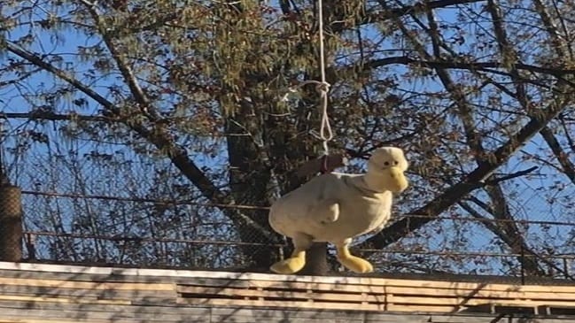Huasos de Coronel cambiaron ganso de verdad por uno de peluche en juego ecuestre como señal animalista