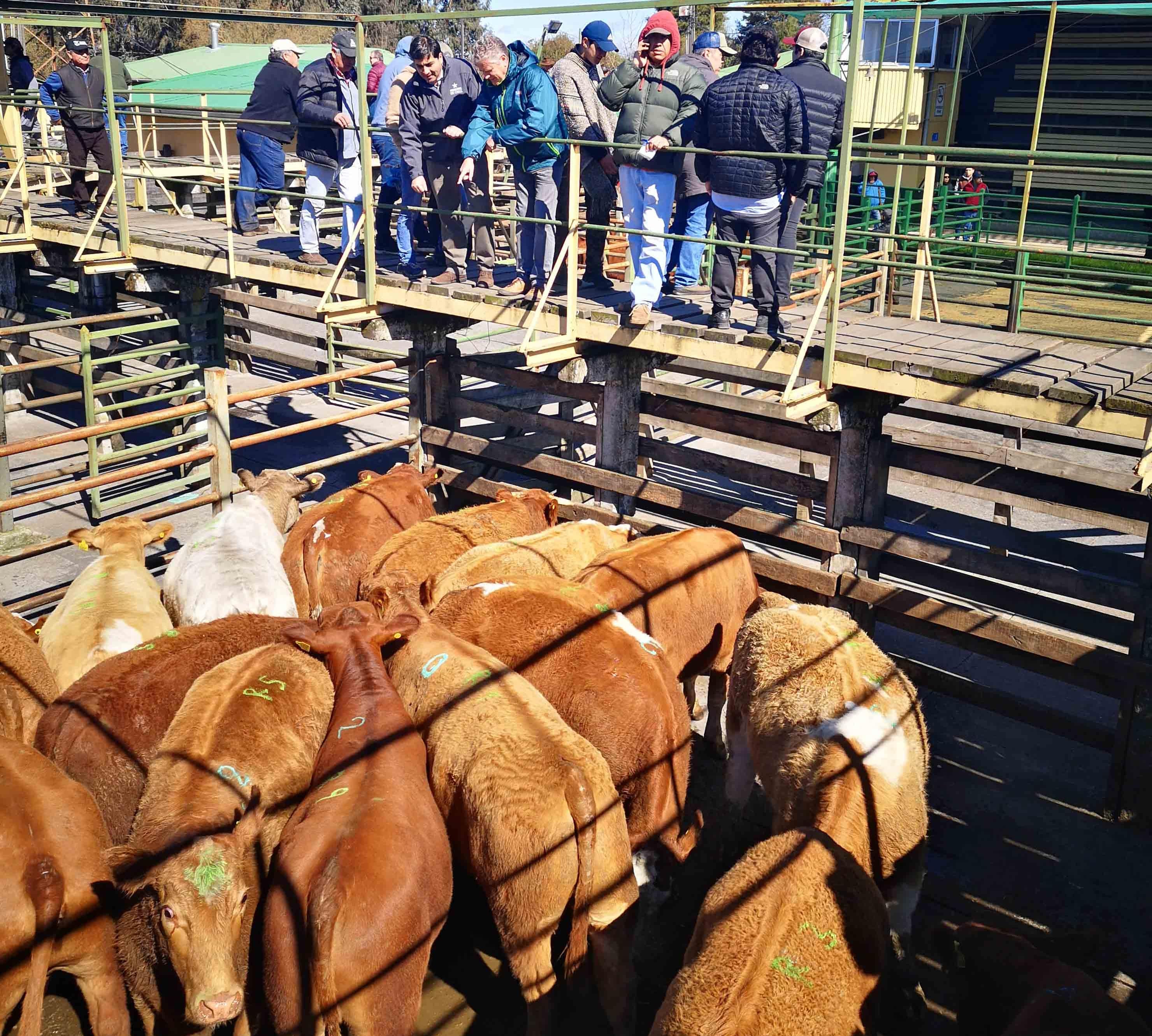 SAG cursó infracciones a predios que trasladaron animales sin registros
