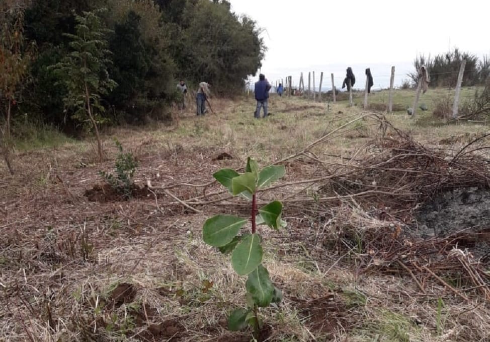 Restauración ecológica: Plantas nativas ahora acompañan ribera del Lago Lleu Lleu